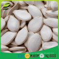 Semillas de calabaza blancas de alta calidad de China para Europa